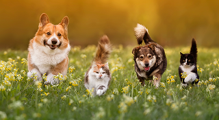 Nos conseils pour les animaux de compagnie