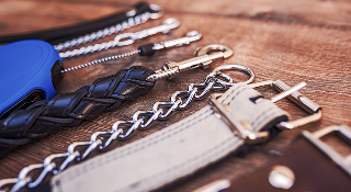 Quel collier pour chien choisir ?