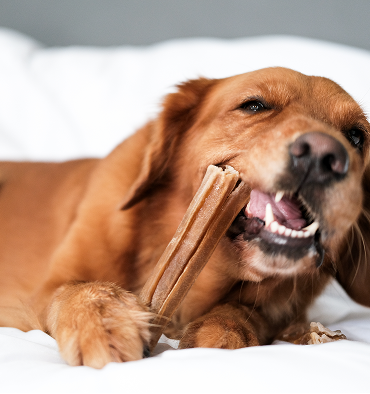 hygiene bucco dentaire-chien