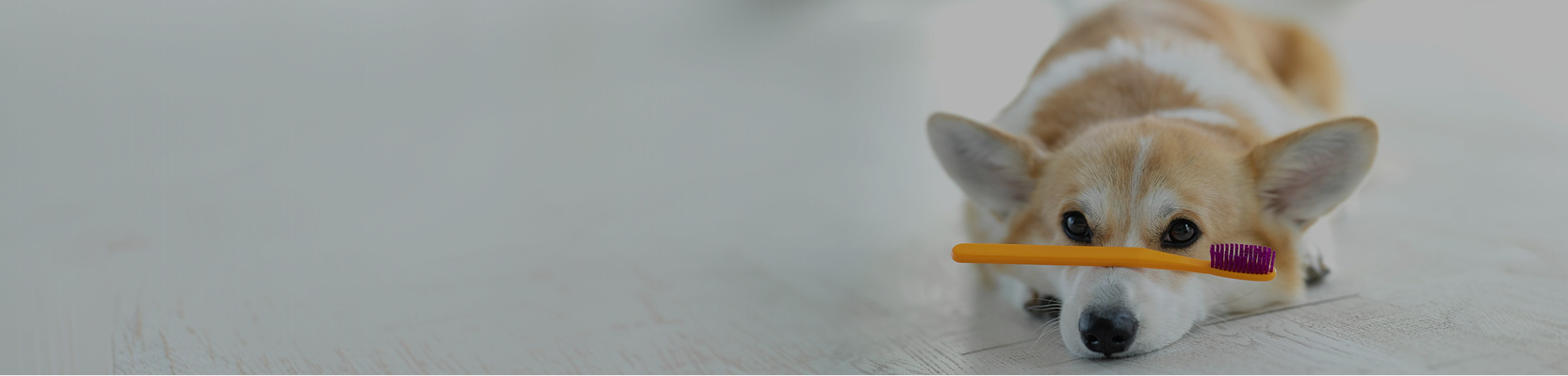 Prendre soin des dents de votre chien
